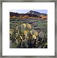 Beavertail Cactus With Picacho Mountain Framed Print