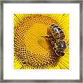 Bee Apidae On Alpine Sunflower Framed Print