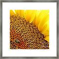 Bee Happy Framed Print