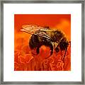 Bee On Orange Flower Framed Print