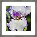 Bee On The Iris Framed Print