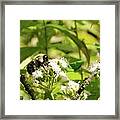 Bee On White Framed Print