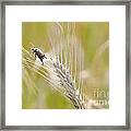 Beetle On The Wheat Framed Print