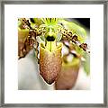 Beige Lady Slipper Orchids Framed Print
