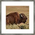 Bellowing Bull Bison Framed Print