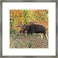 Big Bull In Autumn Splendor Framed Print