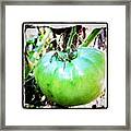 Big Ol' Green Tomato On The Vine Framed Print