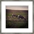 Bighorn Sheep Framed Print