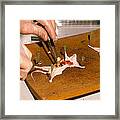 Biology Lesson: Gloved Hands Dissecting A Mouse Framed Print