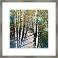 Birch Path In Fall Framed Print