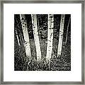 Birch Trees Framed Print