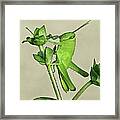 Bird Grasshopper Nymph Framed Print