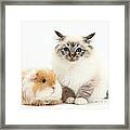 Birman Cat And Frizzy Guinea Pig Framed Print