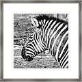 Black And White All Over Framed Print