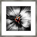Black And White With A Glow Of Color Framed Print