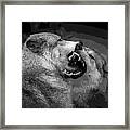 Black And White Wolf Fight Framed Print