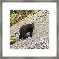 Black Bear 1893 Framed Print