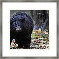 Black Bear Shaking Water Off Framed Print