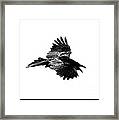Black Bird Number 1 Framed Print