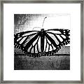 Black Butterfly Framed Print