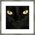 Black Cat Halloween Card Framed Print