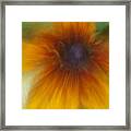 Black Eyed Susan Framed Print