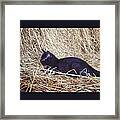 Black Kitten In Hay #6 Framed Print