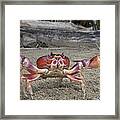 Black Land Crab Costa Rica Framed Print