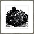 Black Panther Framed Print