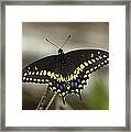 Black Swallowtail Din103 Framed Print