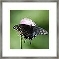 Black Swallowtail In Macro Framed Print