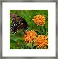 Black Swallowtail Visiting Butterfly Weed Din012 Framed Print