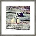 Black Widow Spider. I've Never Seen Framed Print