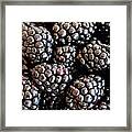 Blackberries Framed Print