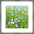 Blooming Flax Framed Print