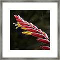 Blooming Inferno Framed Print