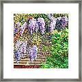 Blooming Wisteria Framed Print