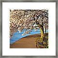 Blossoming Cherry Trees Framed Print