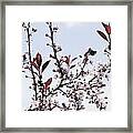 Blossoms In Time Framed Print