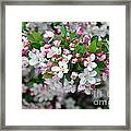 Blossoms On Blossoms Framed Print