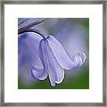 Blue Bell Framed Print