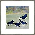 Blue Birds Framed Print