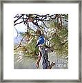 Blue Boy Framed Print