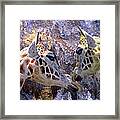 Blue Cave Giraffes Framed Print