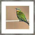 Blue Cheeked Bee Eater Hawf Protected Framed Print