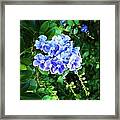 Blue Flowers Framed Print