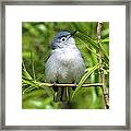 Blue-gray Gnatcatcher Dsb147 Framed Print