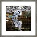 Blue Heron Framed Print