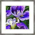 Blue Irises Framed Print