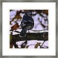 Blue Jay Framed Print